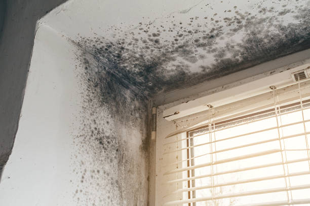 Affordable Crawl Space Mold Removal solutions in Fairview, NJ